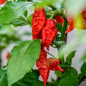 Semințe ardei iute Capsicum chinense – „Bhut Jolokia” - 10 buc.