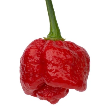 Semințe ardei iute Trinidad Scorpion Moruga - 5 buc. - Img 3