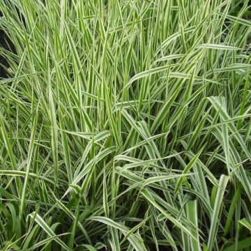 Semințe de stuf ramificat (Phalaris arundinacea) pentru 1000 de plante (5g) - Img 2