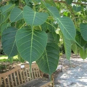 Seminte Ficus Sacru / Ficus religiosa - 2 grame