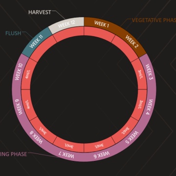 Biobizz Juju Royal Flowa Bloom  feeding chart