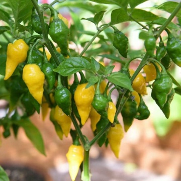 Semințe ardei iute Habanero Yellow - 15 buc