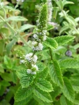 Semințe de mentă Jojen (Mentha spicata) - 2500 buc. (0,2g)