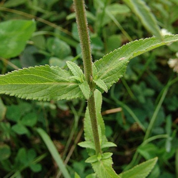 Semințe de Stachys palustris- 1g - Img 2