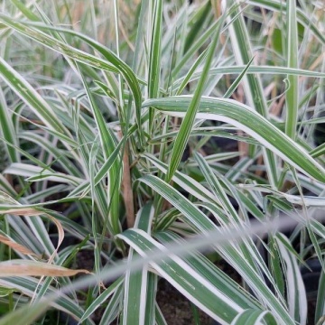 Semințe de stuf ramificat (Phalaris arundinacea) pentru 1000 de plante (5g) - Img 3