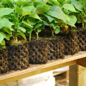 Ghiveci Air-Pot 9l -  stimulează creșterea și previne răsucirea rădăcinilor 