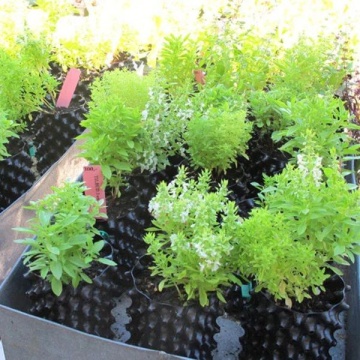 Ghiveci air pruning Neptune Hydroponics - Stimulează dezvolării rădăcinii