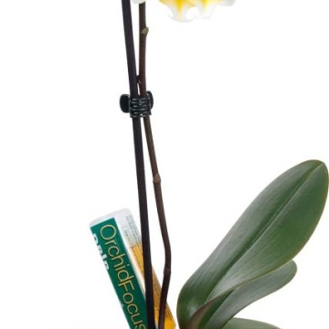 Orchid Focus Drip Feeders 1 x 38 ml - Îngrășământ lichid pentru Orhidee
