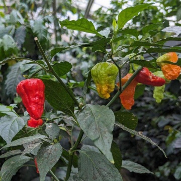 Semințe ardei iute Capsicum chinense – „Bhut Jolokia” - 10 buc. - Img 2