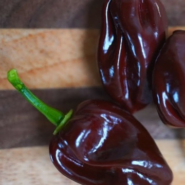 Semințe ardei iute Chocolate Habanero (Capsicum chinense) - 10 buc - Img 3