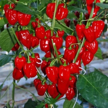 Seminte ardei iute - Habanero Red F1 - 10 buc.