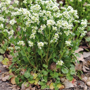 Semințe de Cochlearia (Cochlearia officinalis) 1g