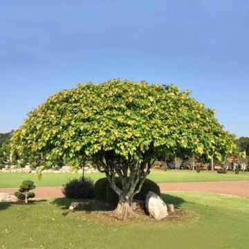 Seminte Ficus Sacru / Ficus religiosa - 2 grame