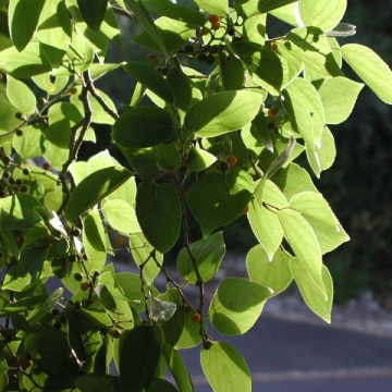Celtis Sinensis - 10 semințe - 1,5 g - Chinese Hackberry