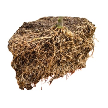 Ghiveci Air Pruning Root Plus - Stimulează dezvolării rădăcinii și previne încâlcirea