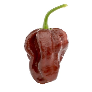 Semințe ardei iute Chocolate Habanero (Capsicum chinense) - 10 buc