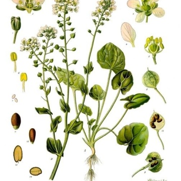 Semințe de Cochlearia (Cochlearia officinalis) 1g - Img 2