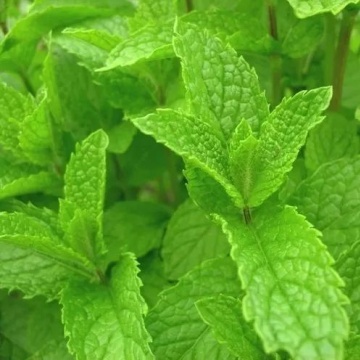Semințe de mentă Jojen (Mentha spicata) - 2500 buc. (0,2g) - Img 2