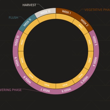 Biobizz Juju Royal Green Mystic feeding chart