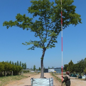 Celtis Sinensis - 10 semințe - 1,5 g - Chinese Hackberry - Img 2