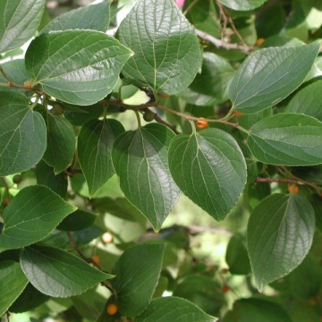 Celtis Sinensis - 10 semințe - 1,5 g - Chinese Hackberry - Img 3