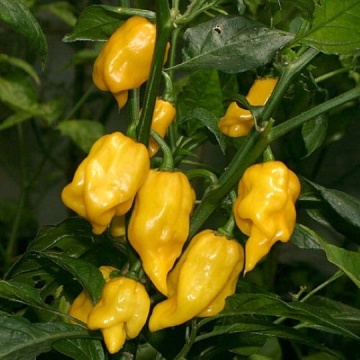 Semințe ardei iute Habanero Yellow - 15 buc - Img 3