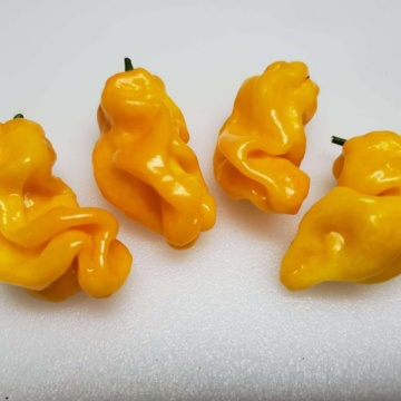 Semințe ardei iute Madame Jeanette (Capsicum chinense) - 15 buc