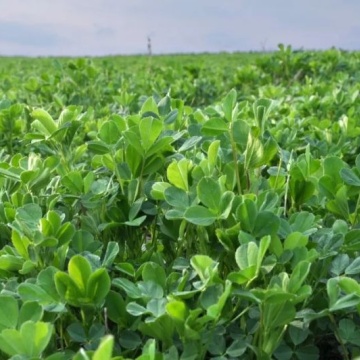 Semințe de Lucernă 50g