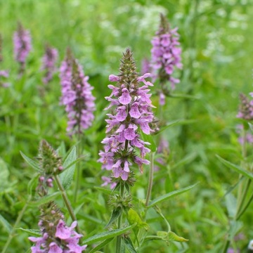Semințe de Stachys palustris- 1g - Img 3