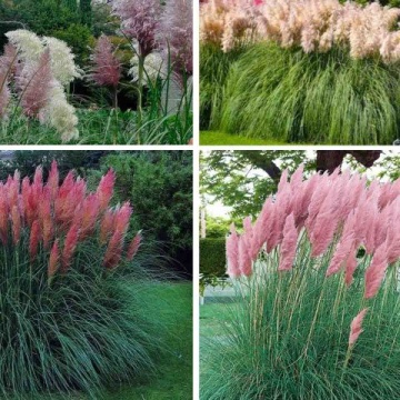 Semințe Iarba de Pampas Roz - (Cortaderia Selloana) - 2500 de seminte (0,5g) - Img 2