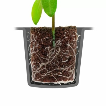 ROOT!T Dry Peat Free Plug 60 - Cuburi pentru germinare și înrădăcinare