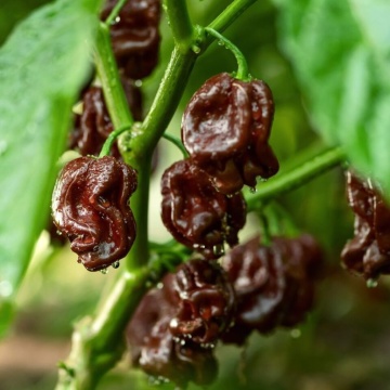 Semințe ardei iute Chocolate Habanero (Capsicum chinense) - 10 buc - Img 2