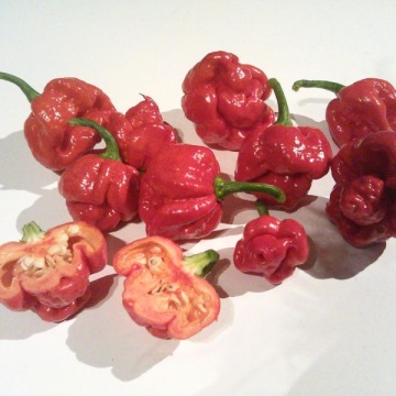 Semințe ardei iute Trinidad Scorpion Moruga - 5 buc. - Img 2