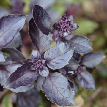 Semințe de Busuioc ”Dark Opal” - 1400buc (2g)