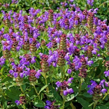 Semințe de Prunella vulgaris- 0,2 g / ± 100 buc - Img 3
