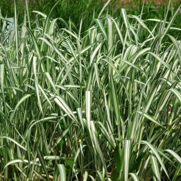 Semințe de stuf ramificat (Phalaris arundinacea) pentru 1000 de plante (5g)