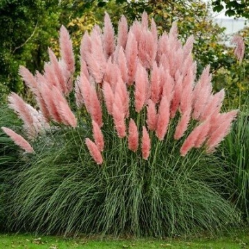 Semințe Iarba de Pampas Roz - (Cortaderia Selloana) - 2500 de seminte (0,5g) - Img 3