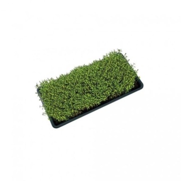Tavă pentru microplante și lăstari (56 × 28 × 3 cm)