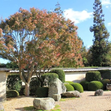 Acer Palmatum - 25 de semințe de arțar japonez