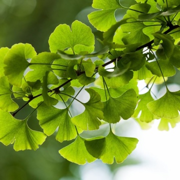 Ginkgo biloba - 10 semințe de GINKGO biloba - Img 3