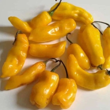Semințe ardei iute Madame Jeanette (Capsicum chinense) - 15 buc - Img 3
