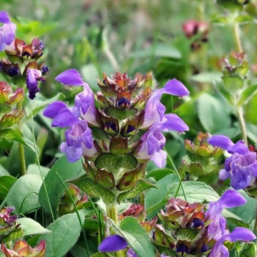 Semințe de Prunella vulgaris- 0,2 g / ± 100 buc