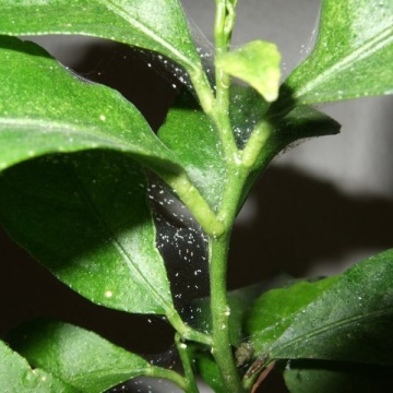 SMC Spidermite Control 100ml - Insecticid natural împotriva păianjănului roșu (acarieni)
