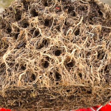 Ghiveci Air-Pot 9l -  stimulează creșterea și previne răsucirea rădăcinilor 