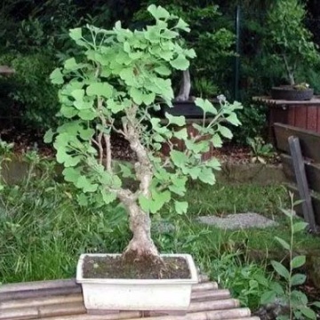 Ginkgo biloba - 10 semințe de GINKGO biloba