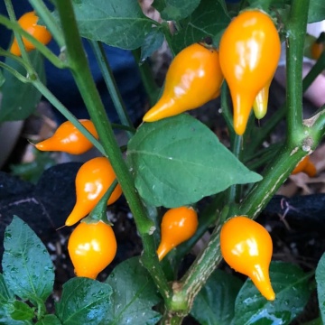 Semințe ardei iute „Biquinho Amarela” (Capsicum chinense) - 15 buc