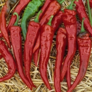 Seminte ardei iute - Cayenne Red - 25 buc.