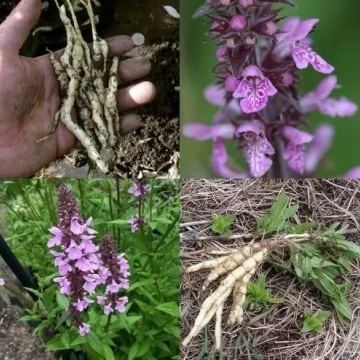 Semințe de Stachys palustris- 1g - Img 4