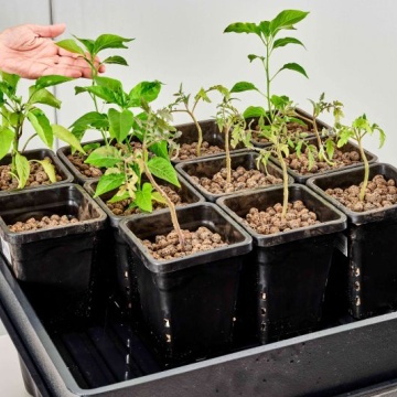 Terra Aquatica - Sistem de cultivare EBB&GROW