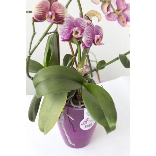 Ghiveci pentru orhidee cu sistem de autoudare inteligenta EBA, cu volumul de 1, 6 L, culoare Fucsia - Img 3